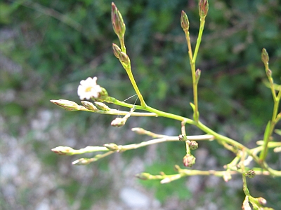 Symphyotrichum squamatum / Astro autunnale