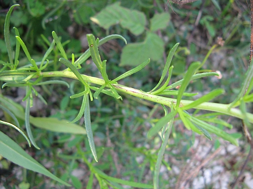 Senecio inaequidens