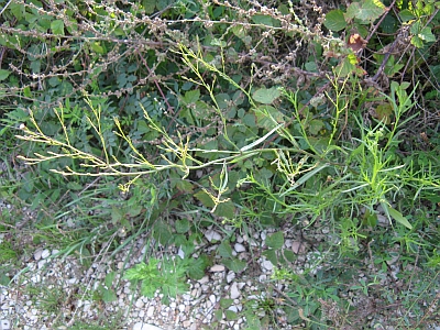 Symphyotrichum squamatum / Astro autunnale