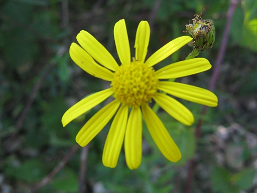 Senecio inaequidens
