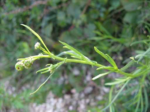 Senecio inaequidens