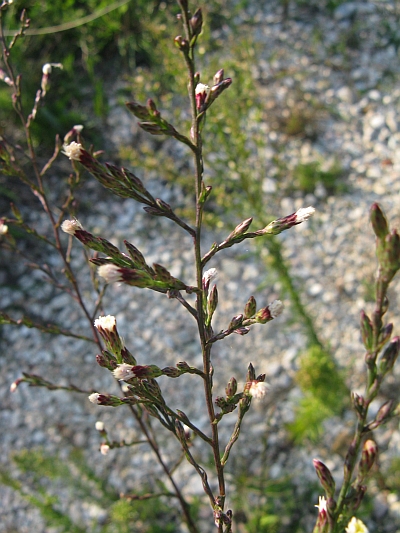 Symphyotrichum squamatum / Astro autunnale