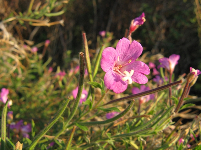Epilobium hirsutum