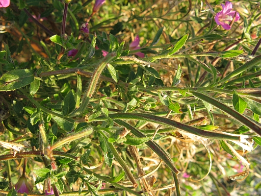Epilobium hirsutum