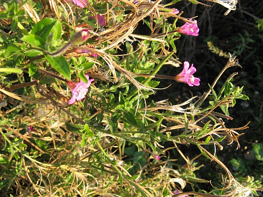 Epilobium hirsutum