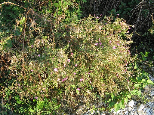Epilobium hirsutum