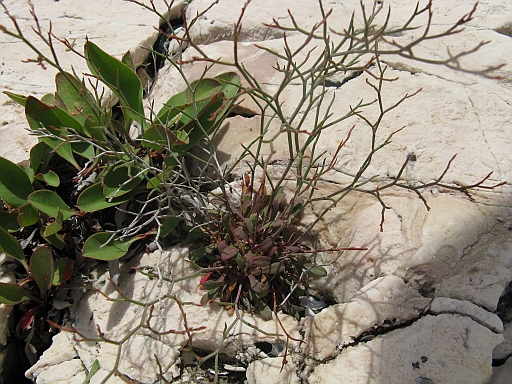 Limonium... specie?
