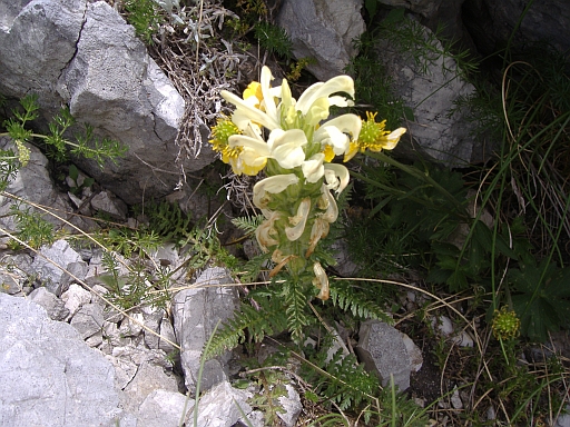 Pedicularis comosa