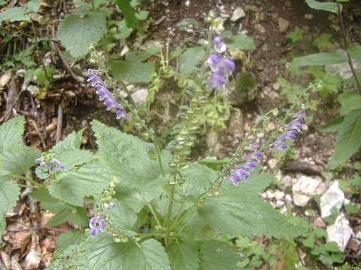 Scutellaria columnae / Scutellaria di Colonna