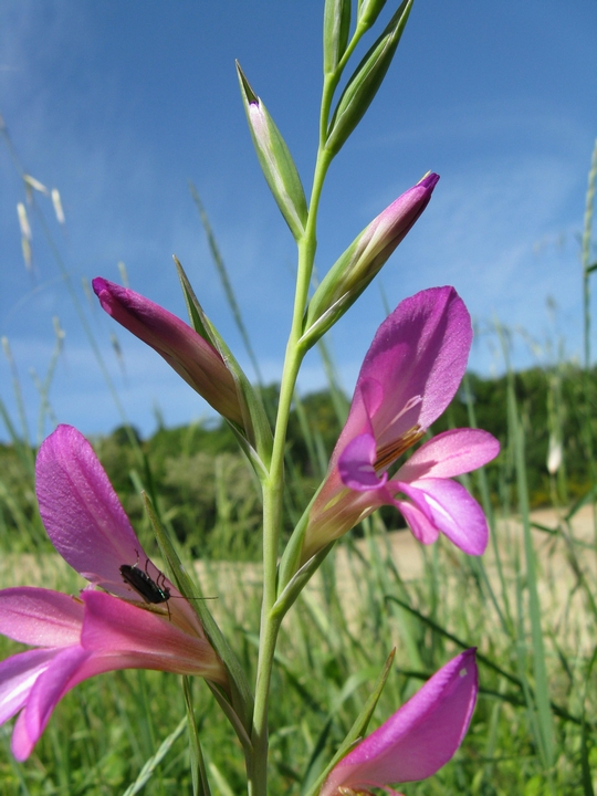 Gladiolus italicus