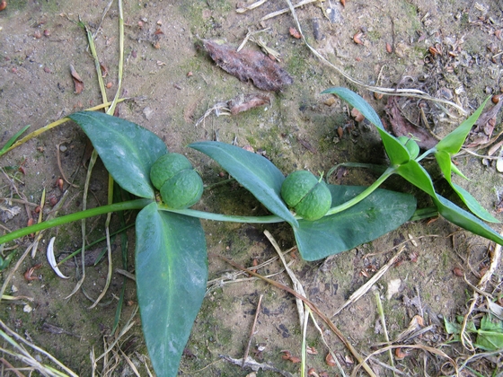 Euphorbia lathyris / Euforbia catapuzia