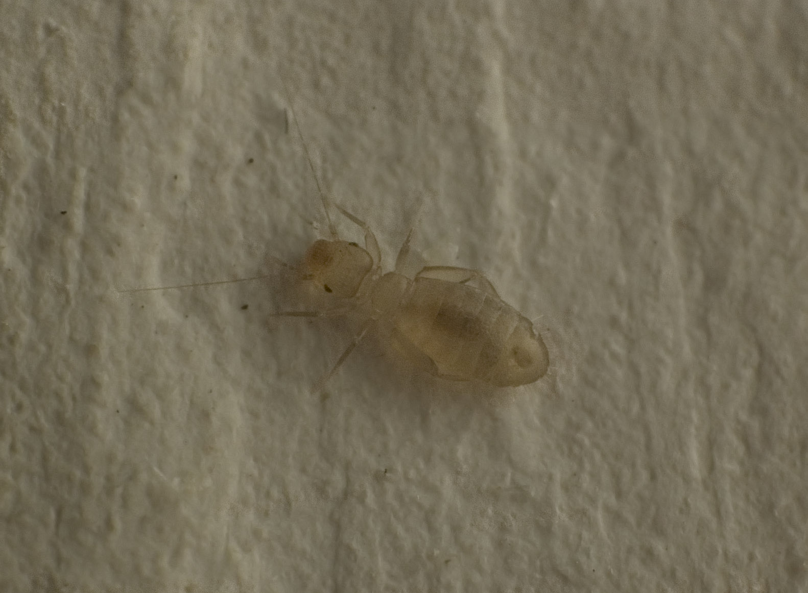 Cos'':  psocottero - Liposcelidae