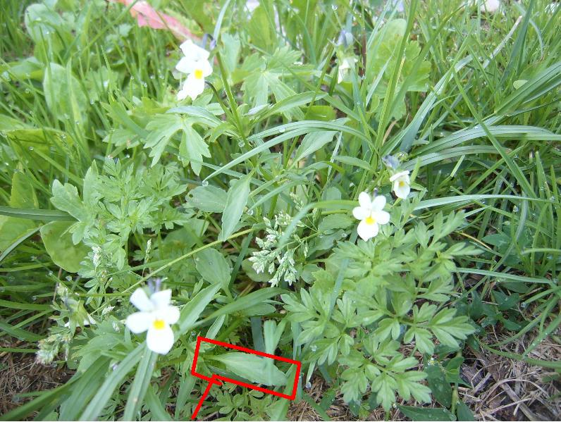 piante a Falcade (BL) 8 - Viola arvensis