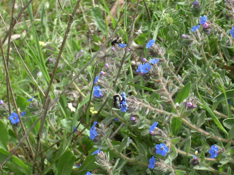 Melecta obscura (Apidae Anthophorinae)