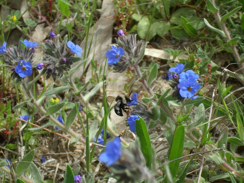 Melecta obscura (Apidae Anthophorinae)