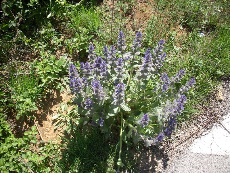 Ajuga orientalis / Aiuga orientale