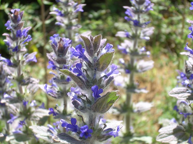 Ajuga orientalis / Aiuga orientale