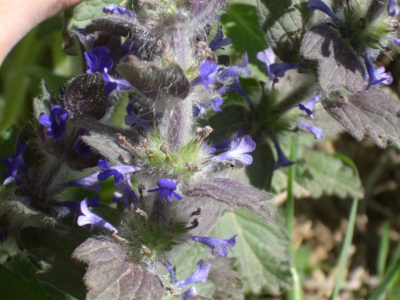Ajuga orientalis / Aiuga orientale