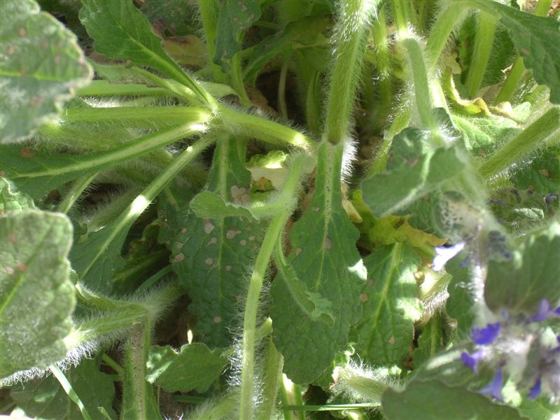 Ajuga orientalis / Aiuga orientale