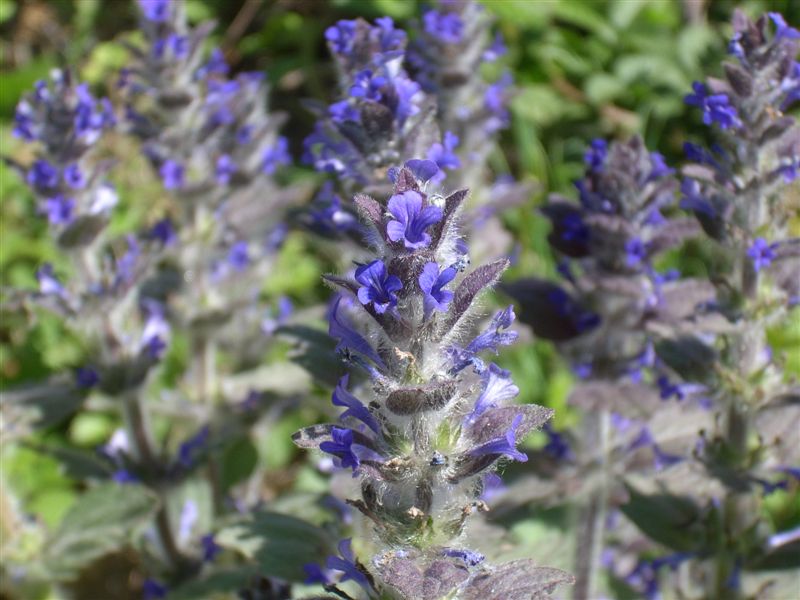 Ajuga orientalis / Aiuga orientale
