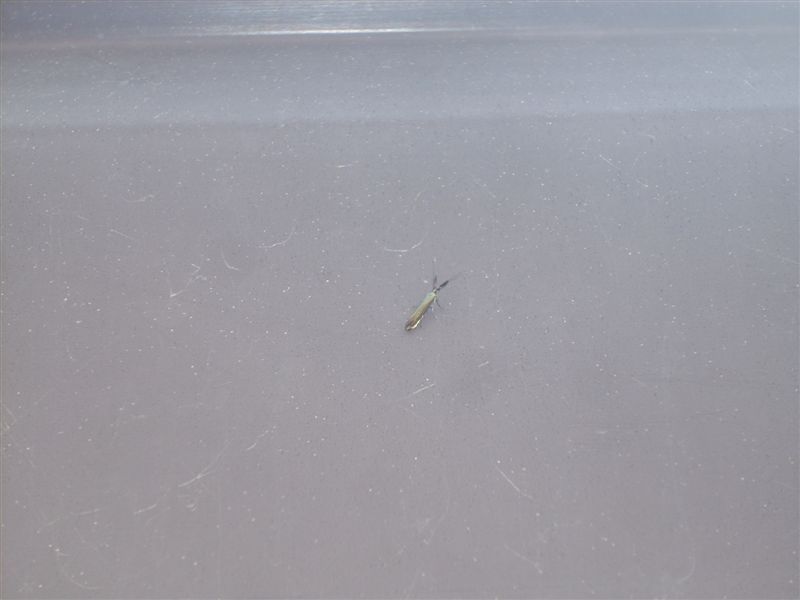 Adelia sp. ?