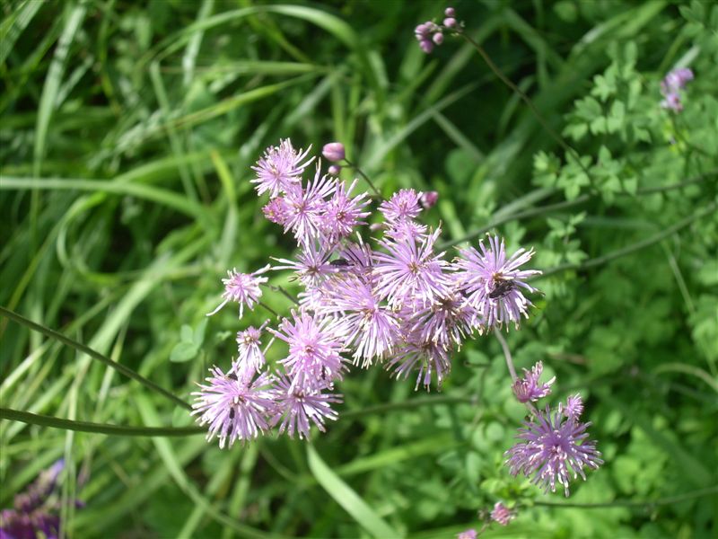 Thalictrum calabricum / Pigamo di Calabria