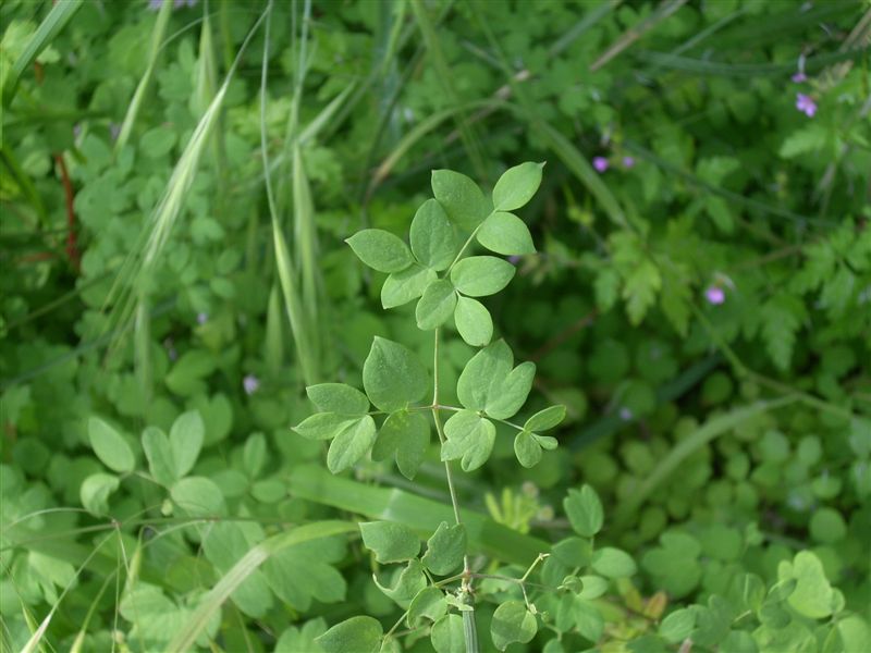 Thalictrum calabricum / Pigamo di Calabria