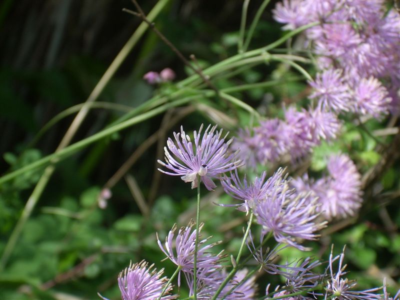 Thalictrum calabricum / Pigamo di Calabria