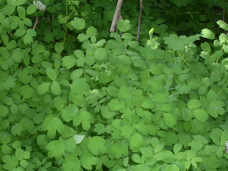 Thalictrum calabricum / Pigamo di Calabria