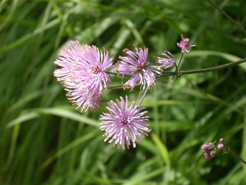 Thalictrum calabricum / Pigamo di Calabria