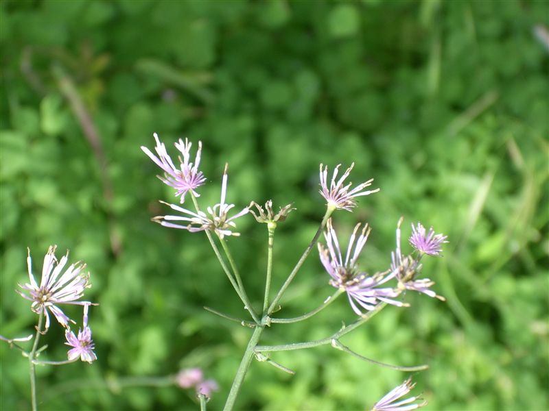 Thalictrum calabricum / Pigamo di Calabria