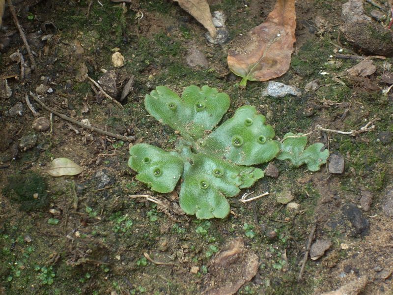 Marchantia polymorpha