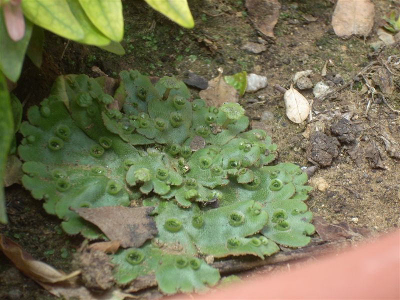 Marchantia polymorpha