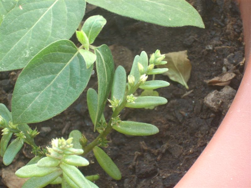 Sedum hispanicum