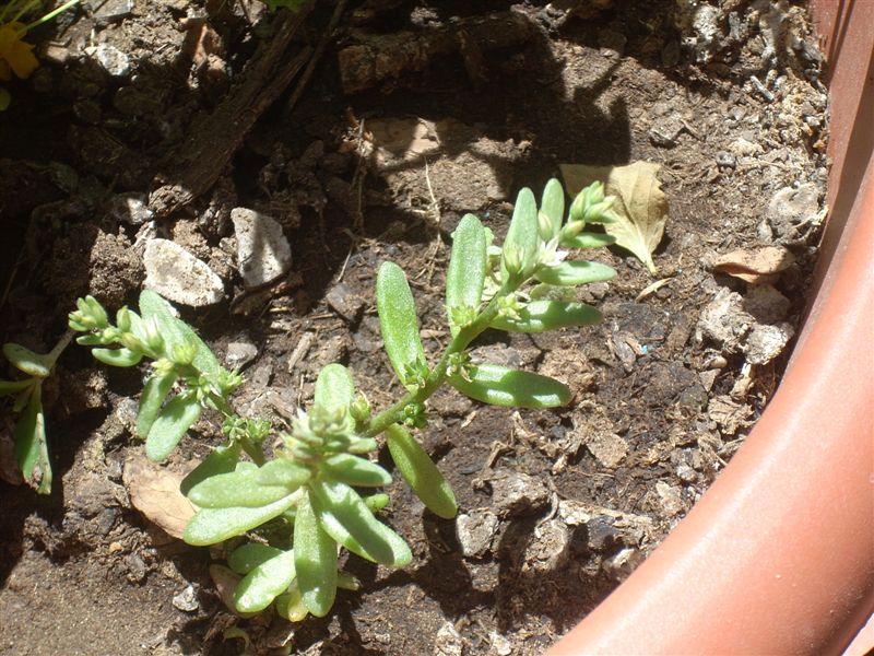 Sedum hispanicum