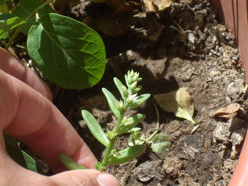 Sedum hispanicum