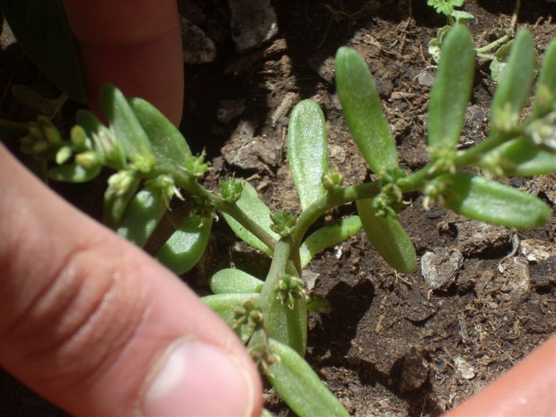 Sedum hispanicum
