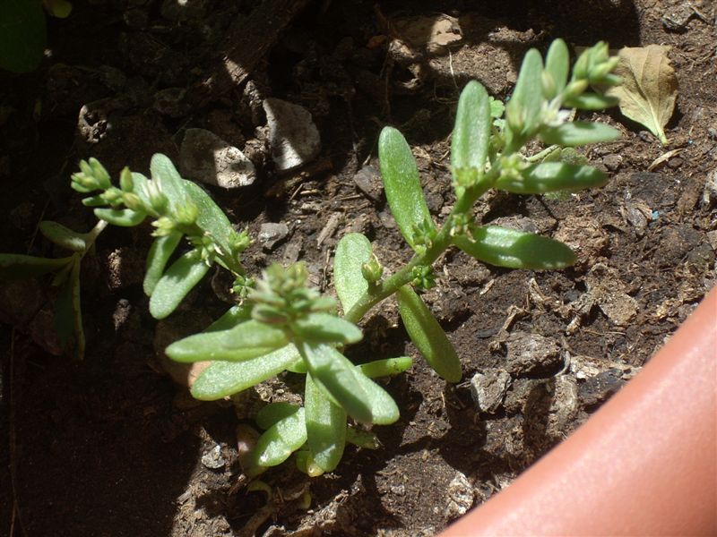 Sedum hispanicum