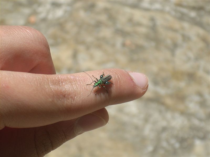 Oedemera nobilis