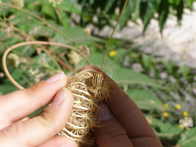 Cimice nel Daucus