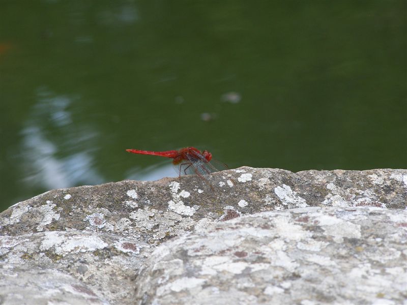 Crocothemis erythraea maschio?