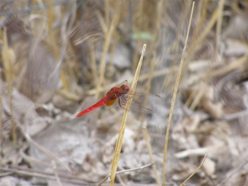 Crocothemis erythraea maschio?