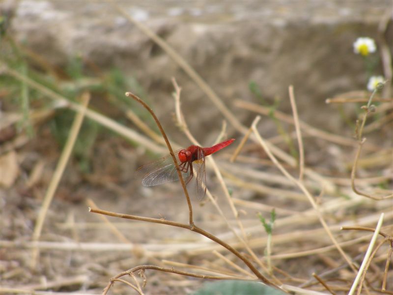 Crocothemis erythraea maschio?