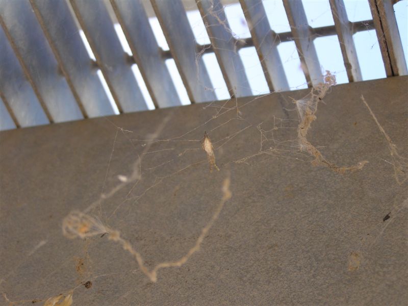 Uloborus sp.