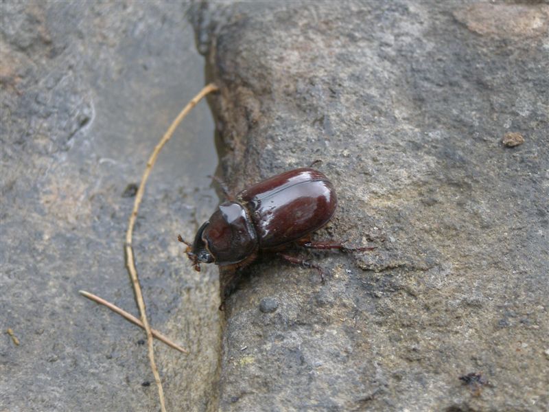 Oryctes nasicornis