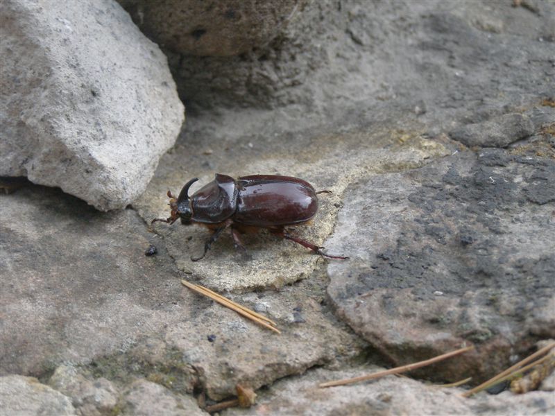 Oryctes nasicornis