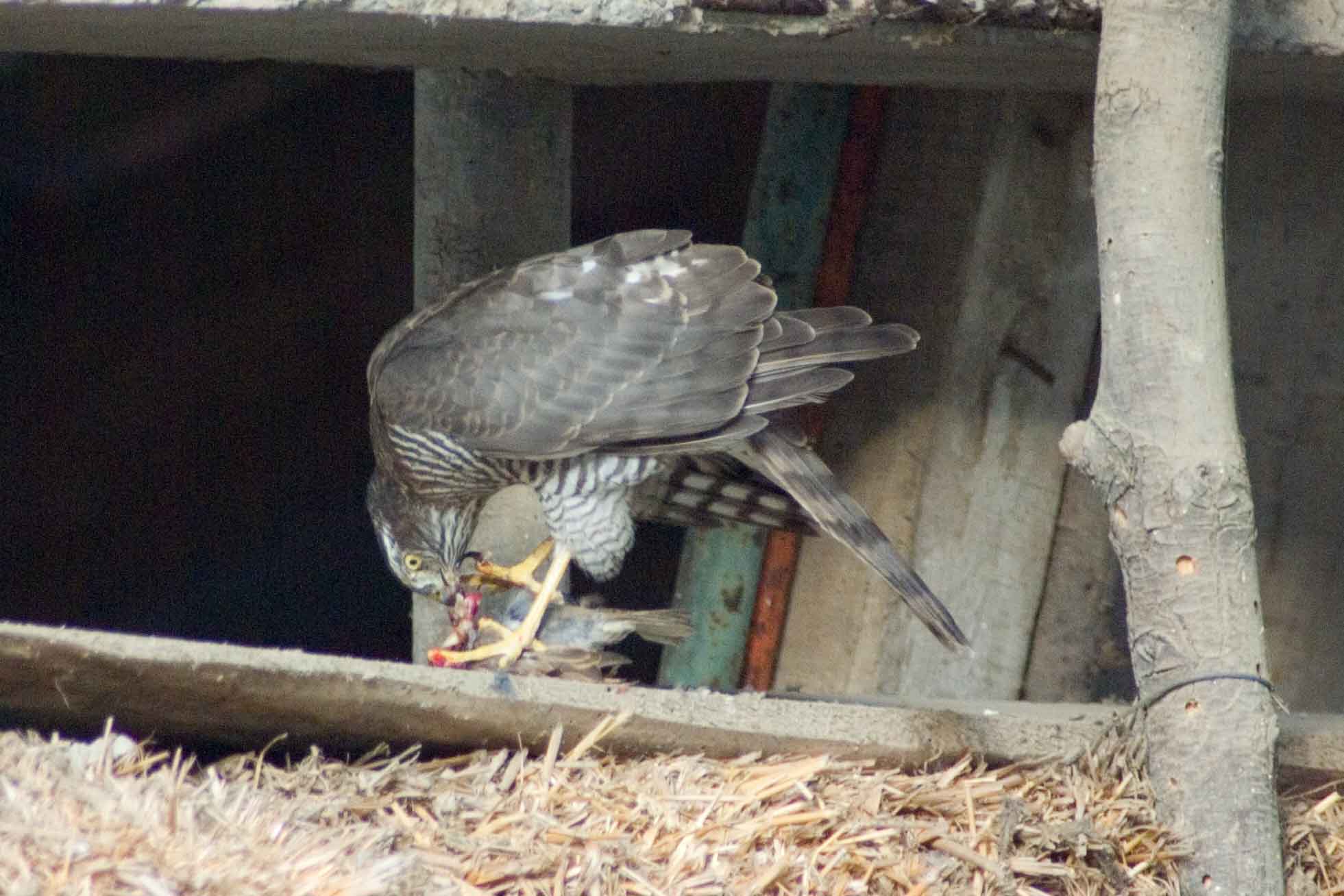 Falco sparviero?
