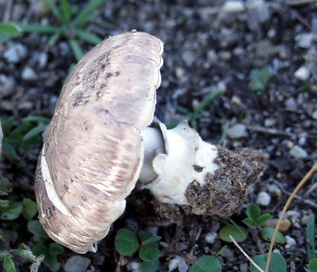 Agarico de pradera
