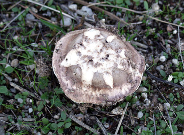 Agarico de pradera