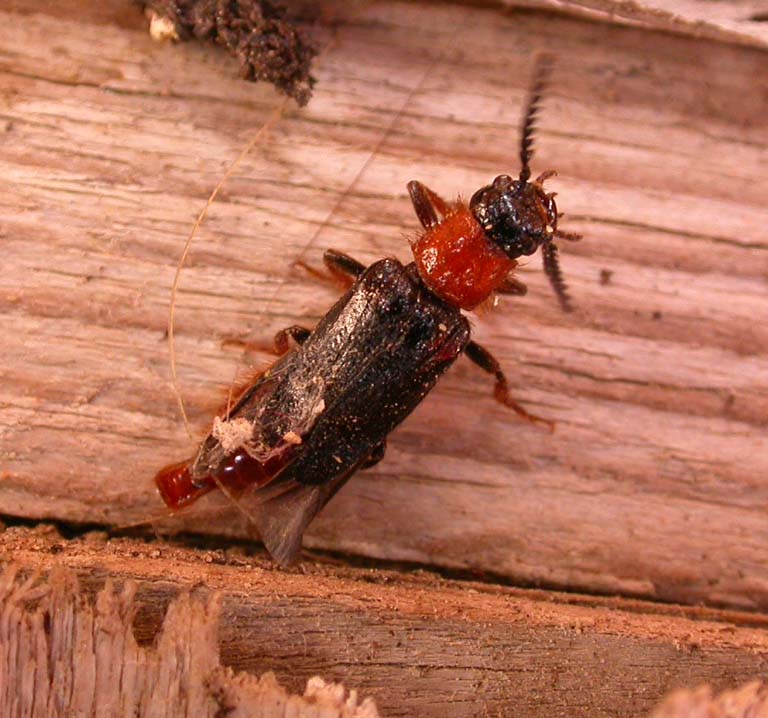 Malacogaster passerinii (Drilidae)